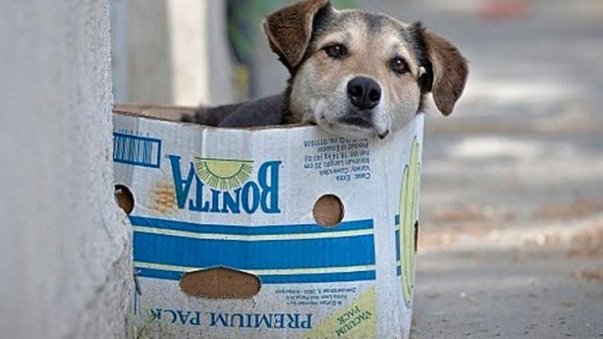 <p>Todos podemos ayudar a un perrito en condición de calle</p>