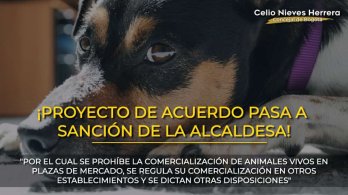 Pasa a sanción de la Alcaldesa el proyecto de acuerdo, autoría de los concejales Andrea Padilla Y Celio Nieves Herrera, que prohíbe la venta de animales vivos en plazas de mercados y regula su comercialización en otros establecimientos