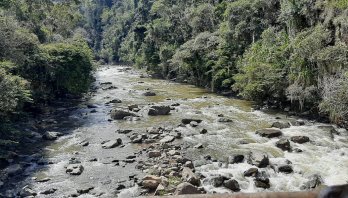 La estrecha relación entre los bosques y el agua