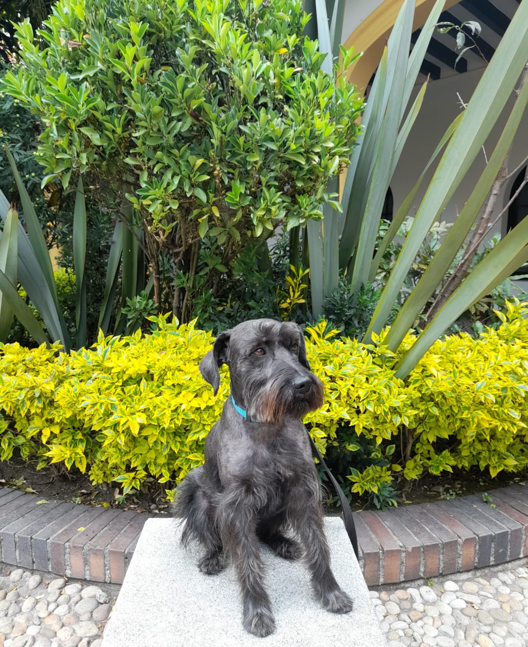 fotografía en la que se aprecia un perrito de la raza esnaucer, sentado frente a un jardín