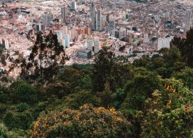 La realidad de la situación Arbórea en Bogotá