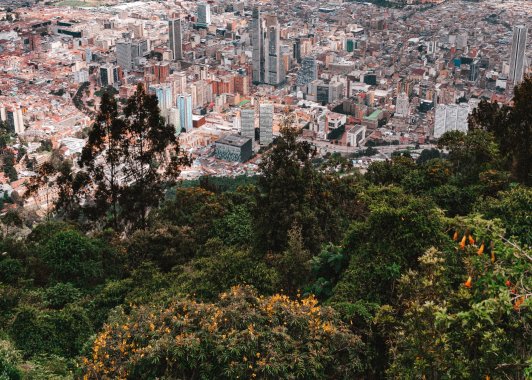 <p>La realidad de la situación Arbórea en Bogotá</p>