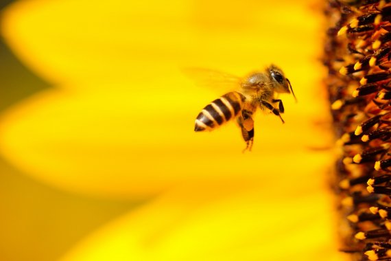 <p>Día mundial de las abejas: 20 de mayo</p>
