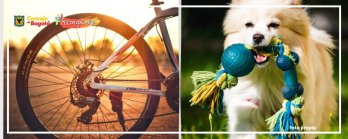 Pasa a Plenaria Proyecto que busca incentivar el uso de la bici y Proyecto que promueve zonas de descanso y seguras para animales domésticos
