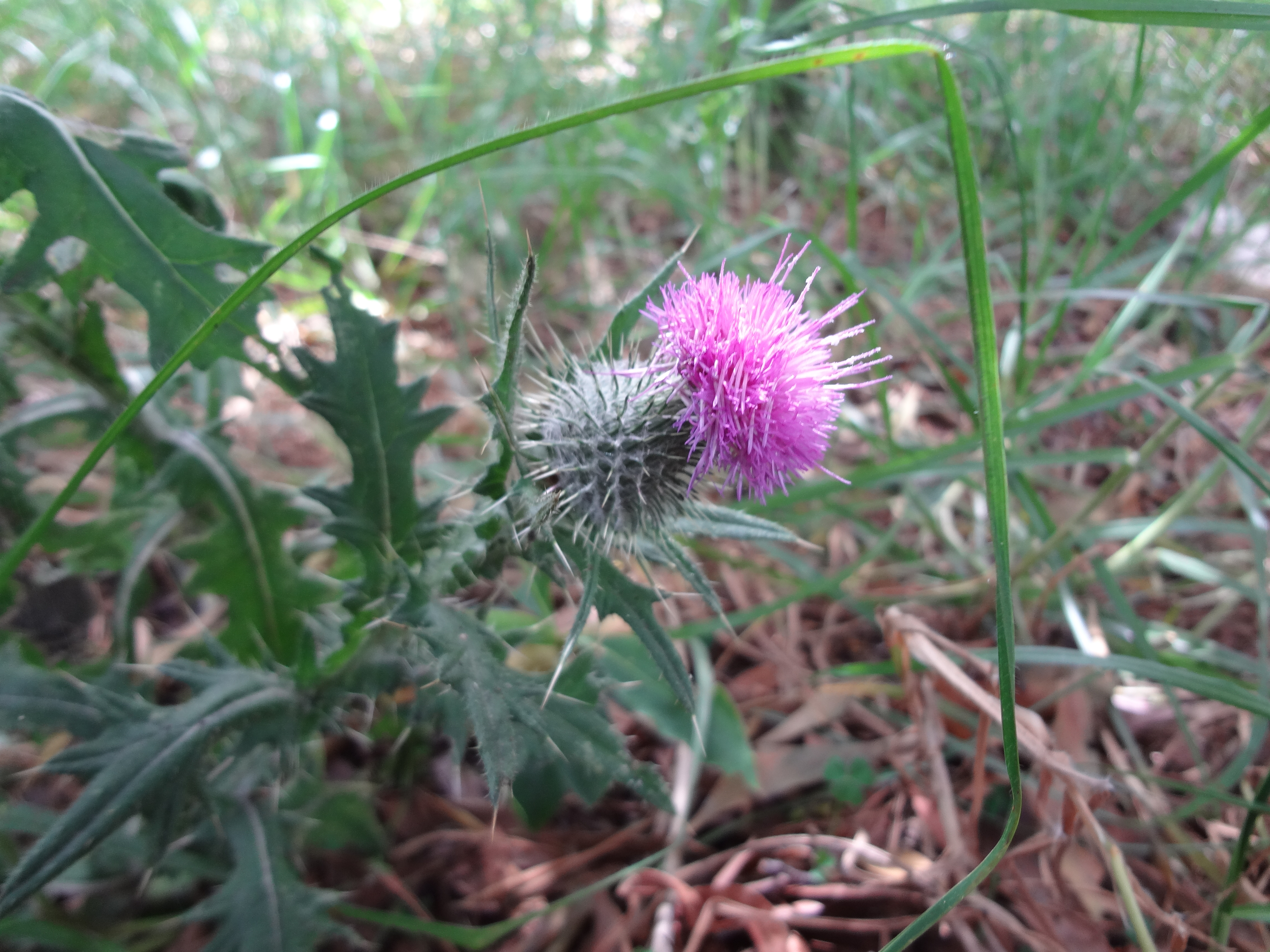 Imagen foto_00000003