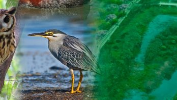 Incumplimiento del Plan de Manejo Ambiental del ‘Juan Amarillo’ agudiza oposición del Concejal Ramírez a Peñalosa