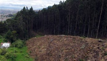 Tala de árboles discriminada en el norte de Bogotá. ¿Quién responde?