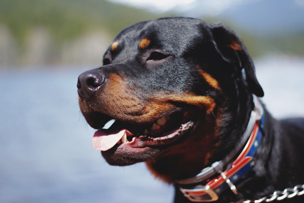 perro rottweiler