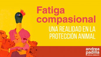 La “fatiga compasional” de quienes trabajan por los animales debe ser atendida por la oferta distrital de salud