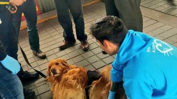 En malas condiciones de salud se encontraban los perros de la empresa de vigilancia que prestaba servicios en Transmilenio