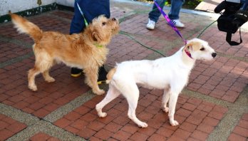 Aprobado en primer debate proyecto de acuerdo que busca garantizar la protección y el bienestar de los animales domésticos usados en actividades productivas en Bogotá