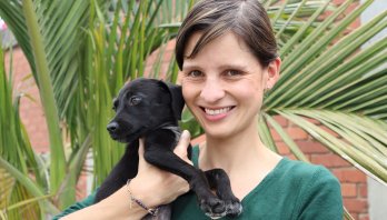 Por primera vez en Bogotá los animales tendrán una línea de inversión en las Alcaldías Locales