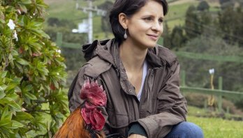 Radicado proyecto de acuerdo en el Concejo de Bogotá para prohibir la crianza de gallos y su uso para peleas