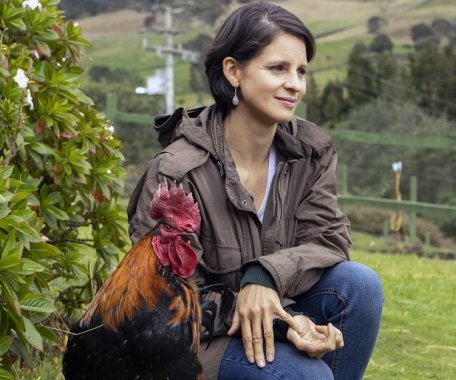 <p>Radicado proyecto de acuerdo en el Concejo de Bogotá para prohibir la crianza de gallos y su uso para peleas</p>
