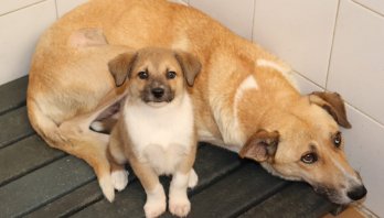 “Durante el simulacro, ningún animal debe quedar desprotegido”: Concejal animalista de Bogotá, Andrea Padilla