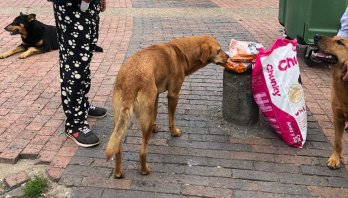 “Seguimos recolectando ayudas para alimentar a gatos y perros sin hogar durante la cuarentena”: concejal animalista Andrea Padilla