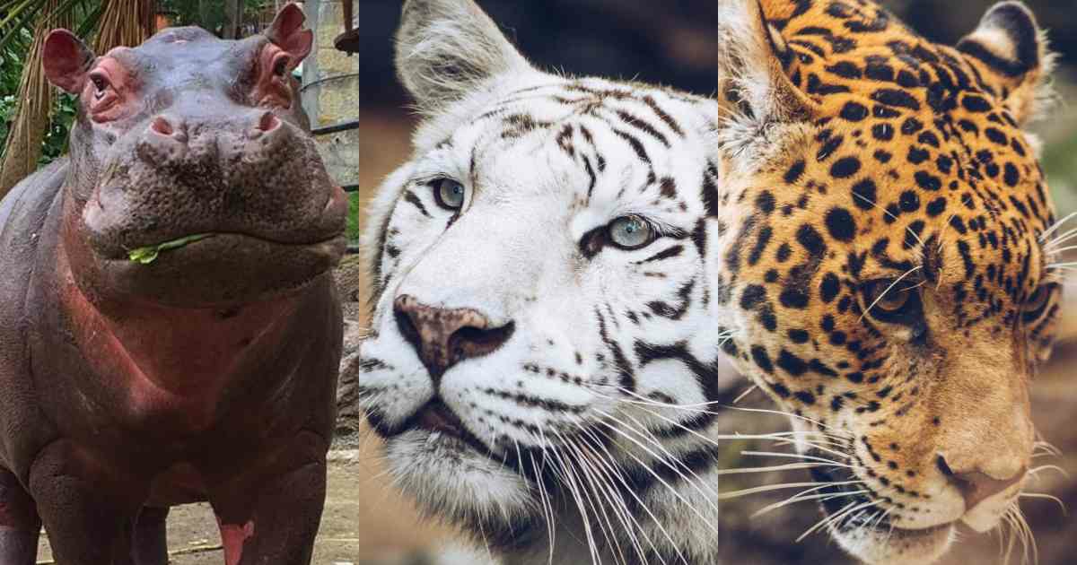 imagen animales de zoológico