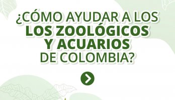 Armadillos, tigres, osos y miles de animales silvestres nativos y exóticos en peligro por escasez de alimento