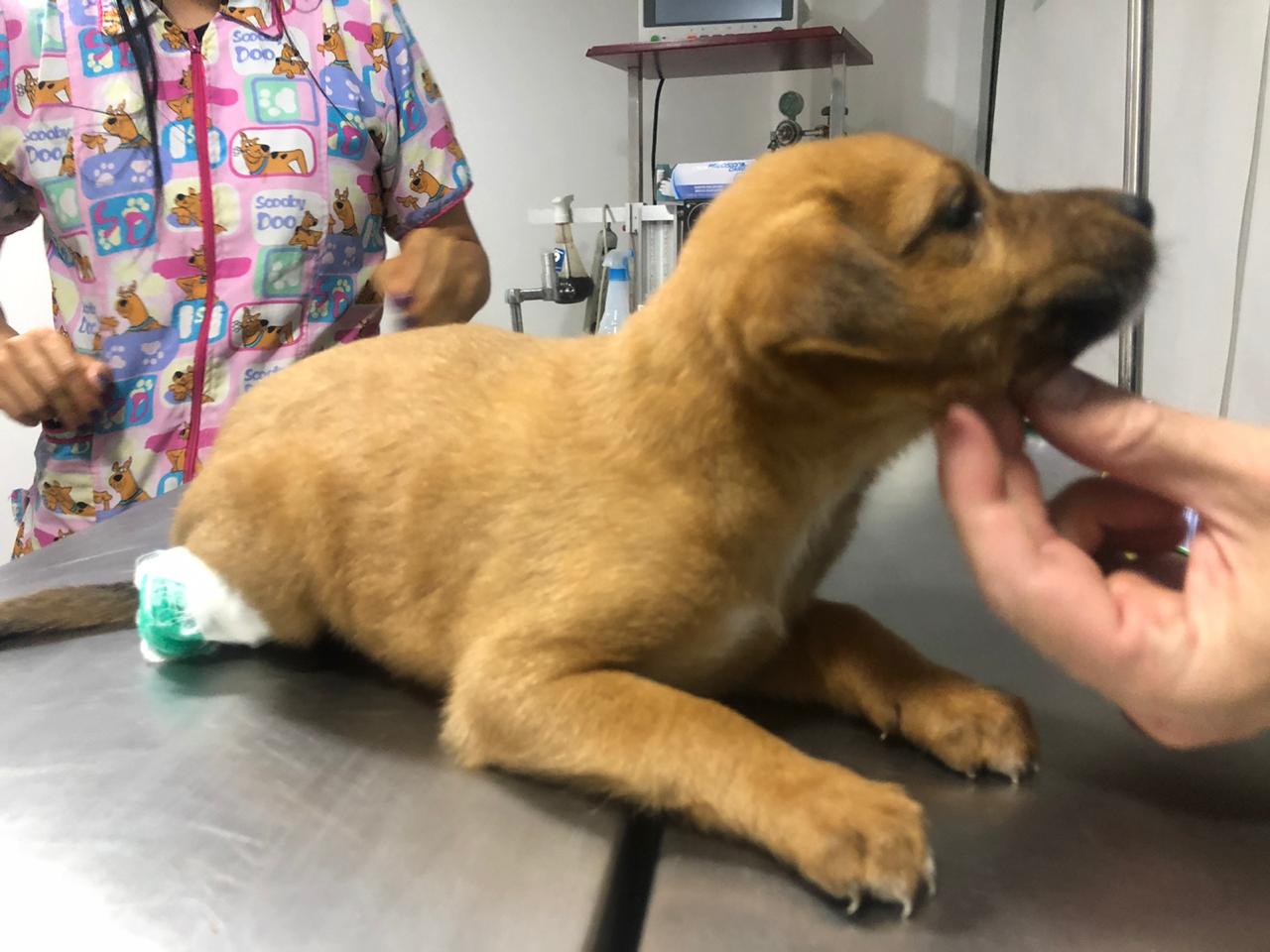 perrito con veterinario
