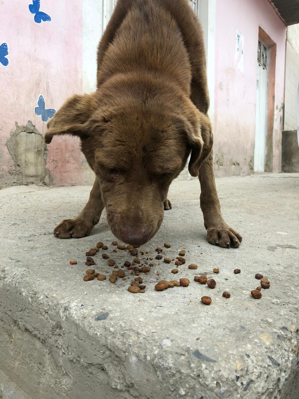 perro en la calle comiendo concentrado