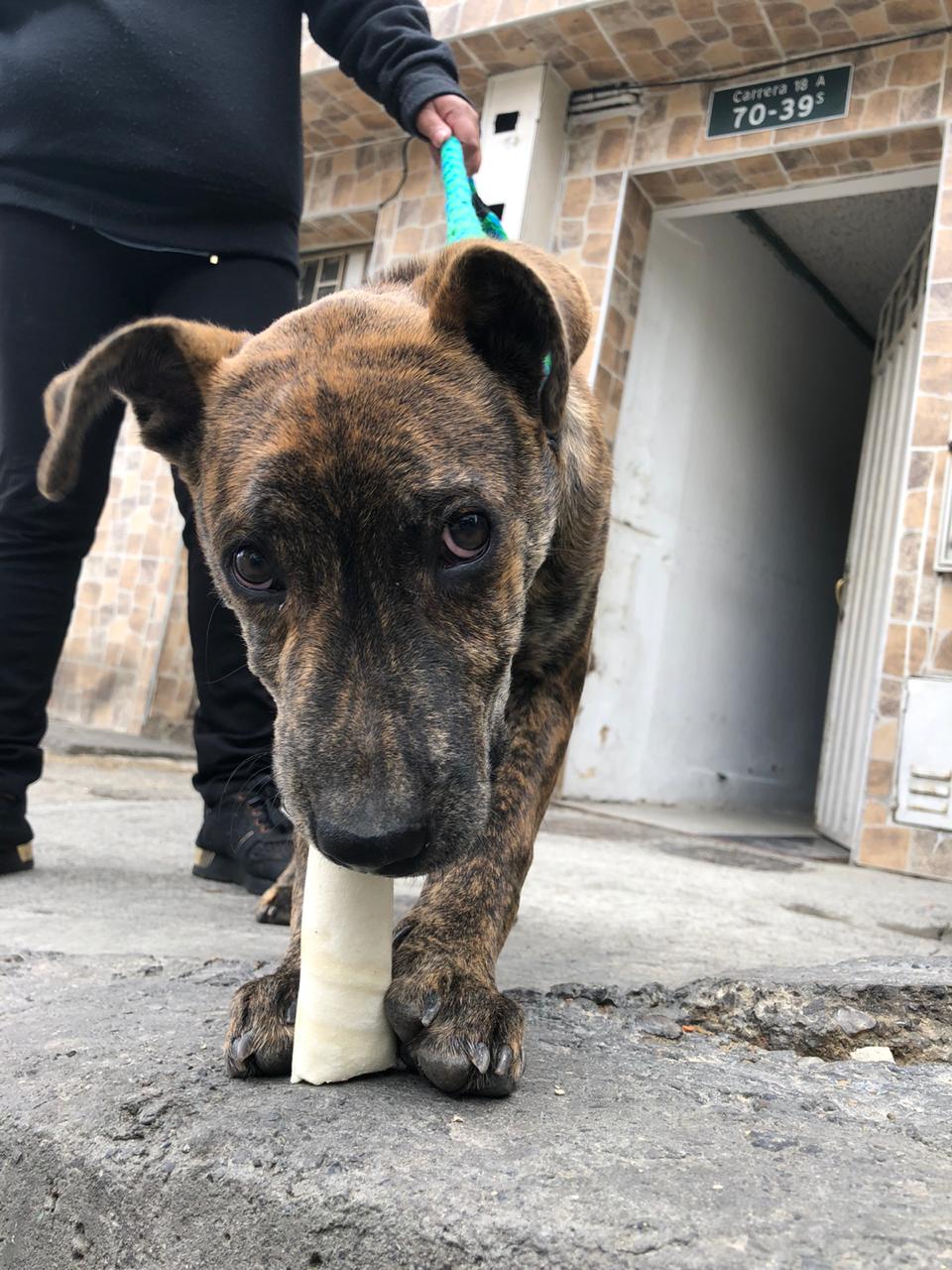 perro flaco en la calle