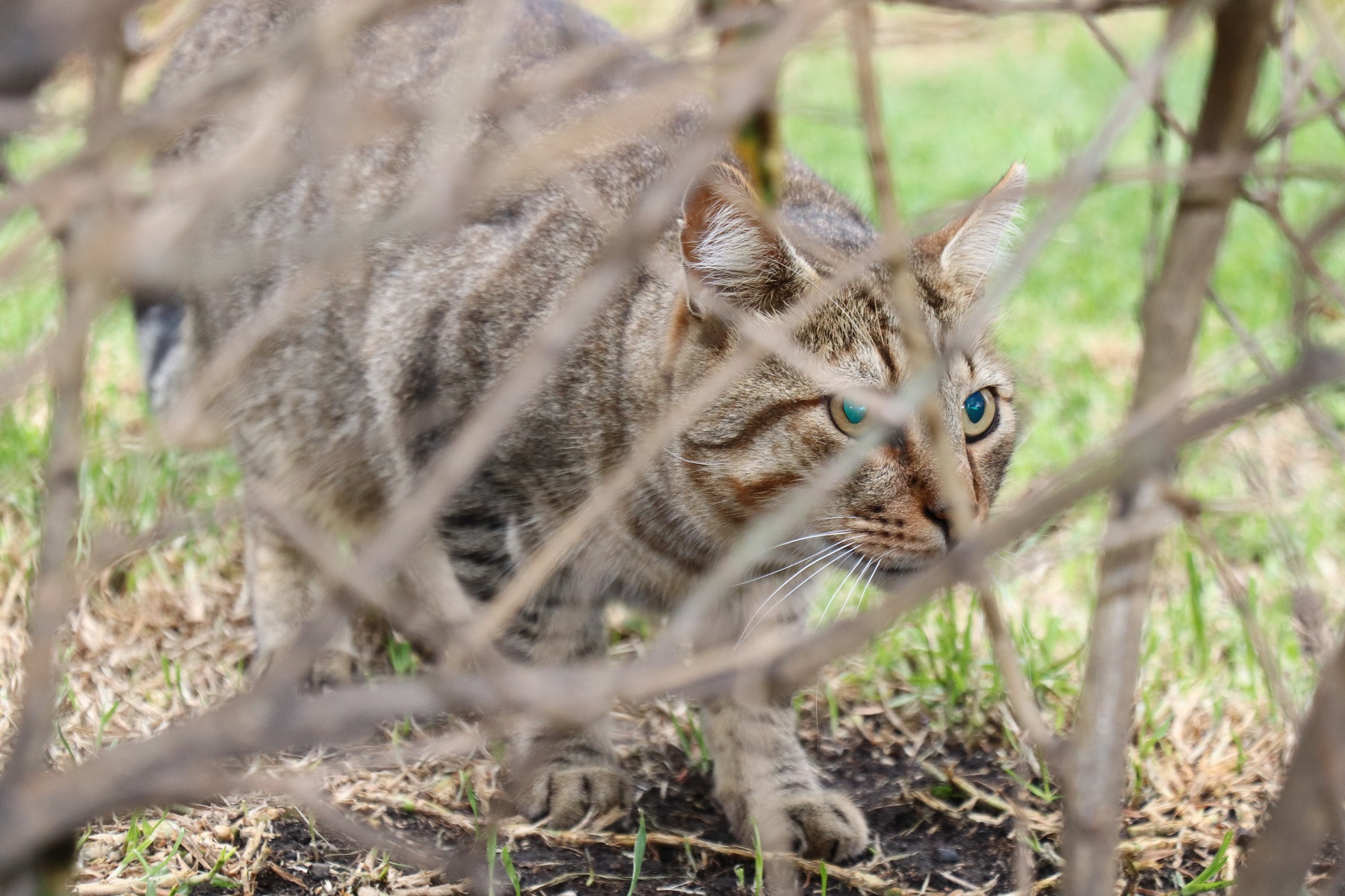 imagen de felino en un jardín