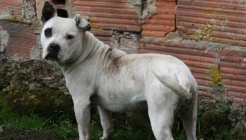 Todos los estratos socioeconómicos podrán acceder a esterilizaciones públicas de gatos y perros, con gratuidad y costo diferencial