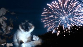 10.750 bogotanos firmaron la petición #CielosEnCalma para que la Administración Distrital no contrate pólvora ruidosa este fin de año