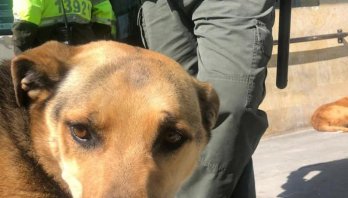 158 perros y gatos que vivían en CAIs fueron auxiliados por la ciudadanía y protegidos de los disturbios
