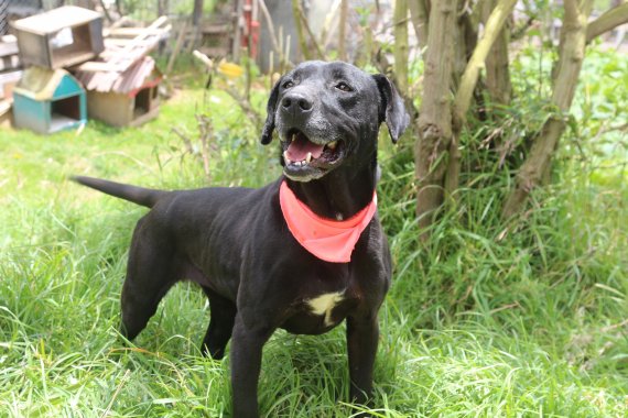 <p>259.808 animales podrían ser atendidos en Bogotá durante el cuatrienio, con recursos de los Fondos de Desarrollo Local </p>