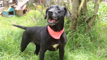 259.808 animales podrían ser atendidos en Bogotá durante el cuatrienio, con recursos de los Fondos de Desarrollo Local