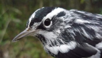 En el día Mundial de las aves migratorias Ati Quigua invita a apoyar el Proyecto de Acuerdo de los Derechos de la Naturaleza en Bogotá