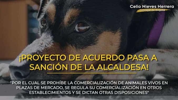 <p>Pasa a sanción de la Alcaldesa el proyecto de acuerdo, autoría de los concejales Andrea Padilla Y Celio Nieves Herrera, que prohíbe la venta de animales vivos en plazas de mercados y regula su comercialización en otros establecimientos</p>