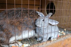 Concejo de Bogotá aprueba proyecto de acuerdo que prohíbe la comercialización de animales vivos en las plazas de mercado