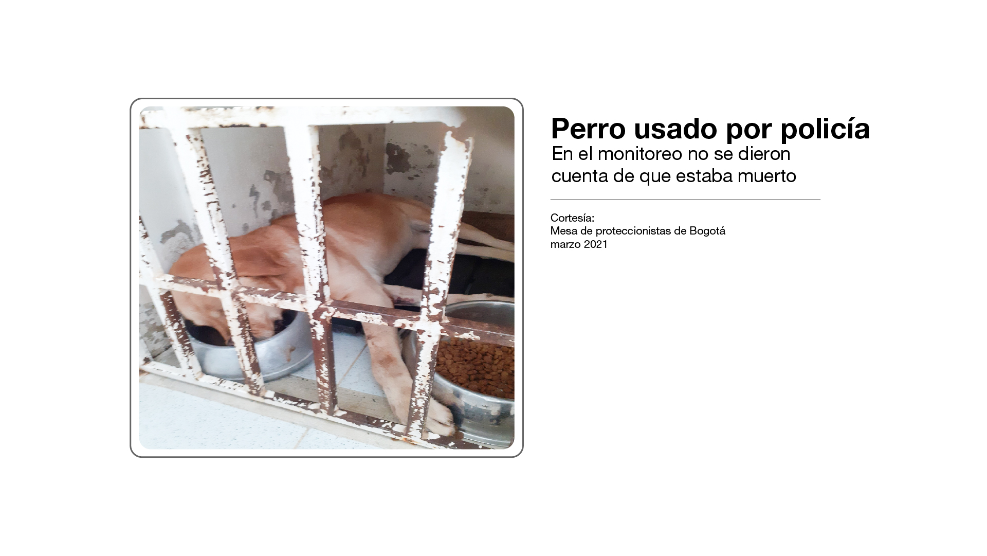 Imagen de animal sin atención