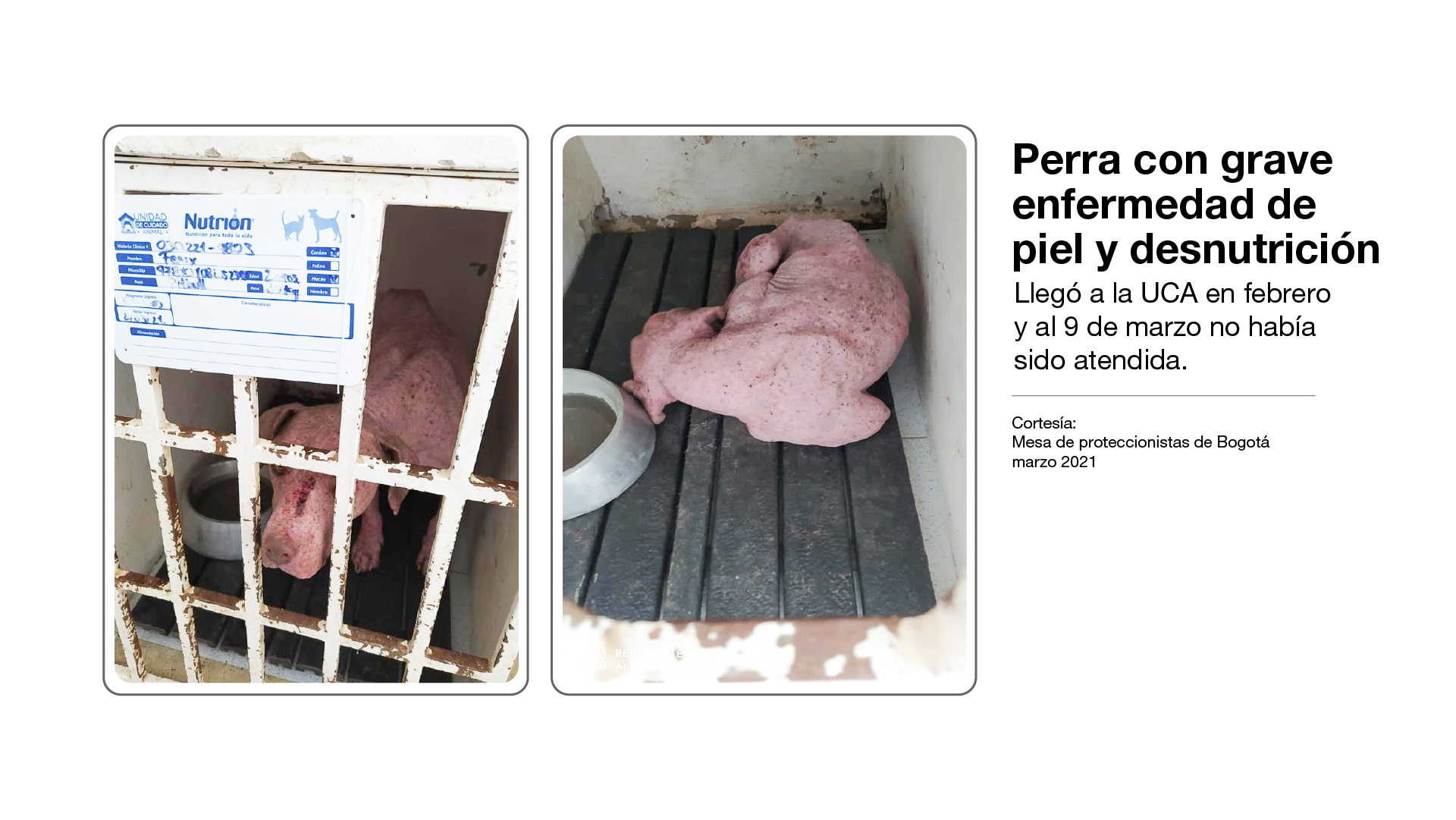 Imagen de animal sin atención