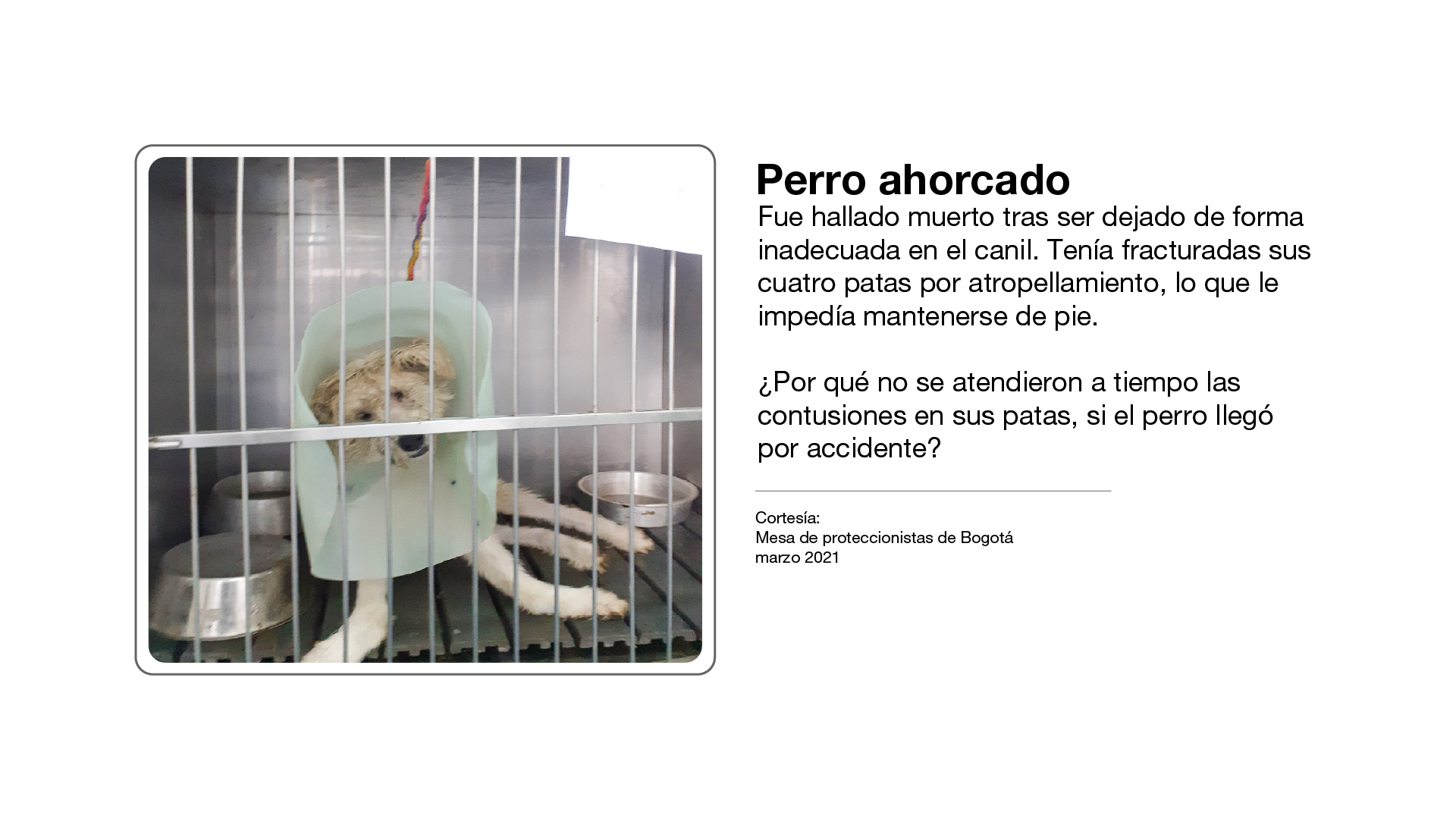 Imagen de animal sin atención
