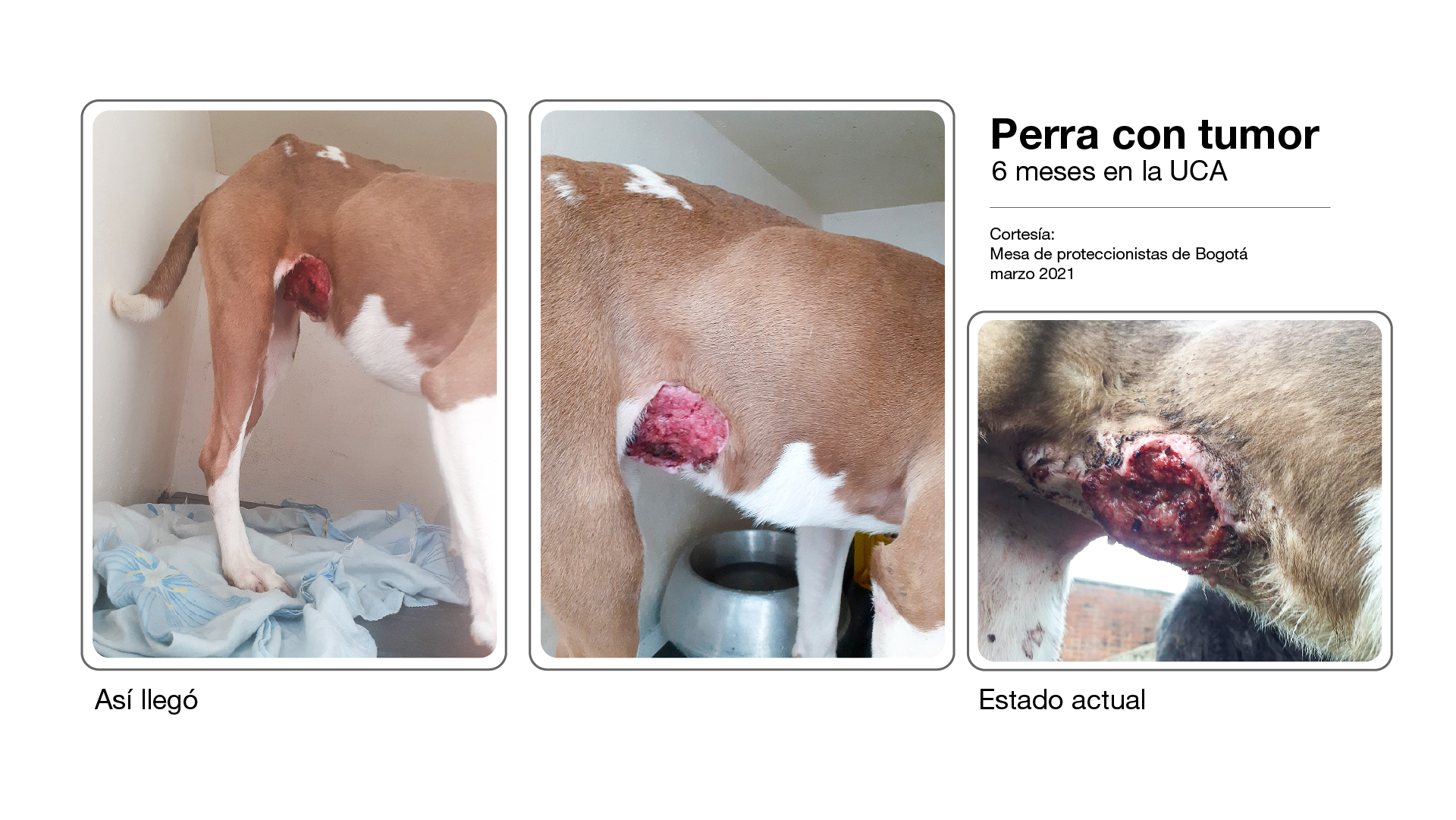 Imagen de animal sin atención