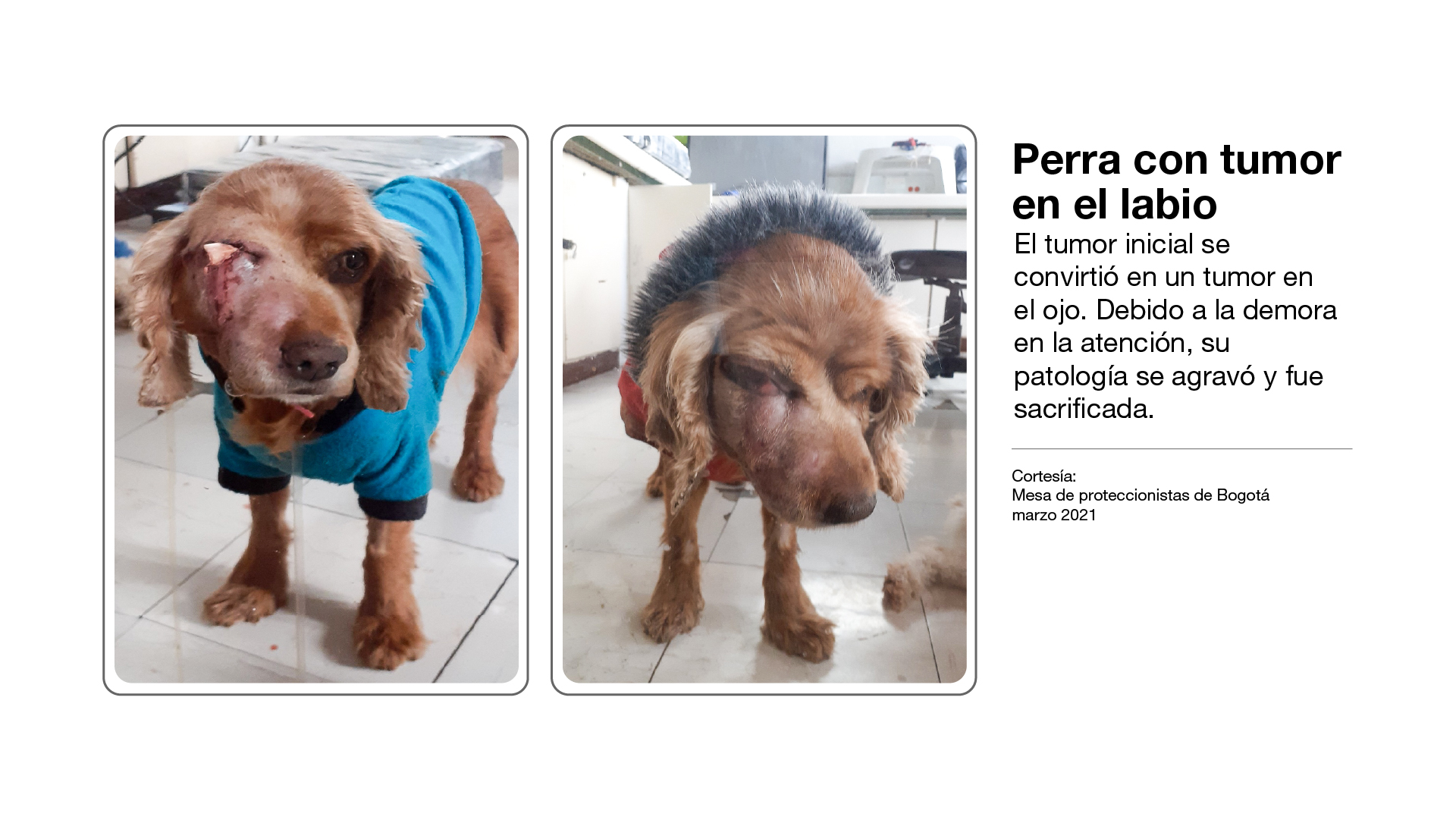 Imagen de animal sin atención