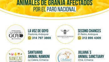 Santuarios acogerán a animales de granja afectados por el paro