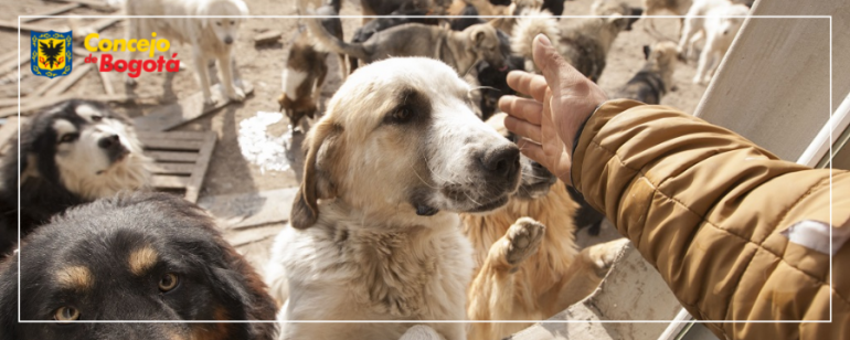 <p>Concejo aprueba Proyecto que reconoce y fortalece la labor de cuidadores y hogares de paso de animales domésticos rescatados en Bogotá</p>