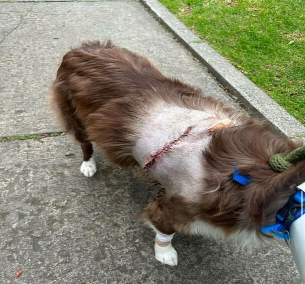 fotografía en la que aparece un primer perro en condición de maltrato