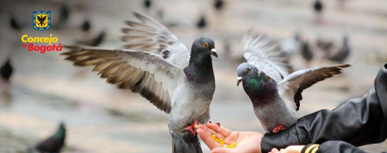 <p>Lupa a las acciones para el manejo integral de la población de palomas en el Distrito</p>