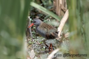 Bogotá, tendrá ave emblemática y adoptará acciones para cuidar su avifauna