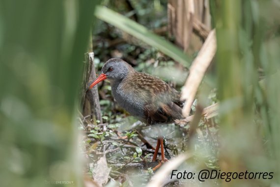 <p>Bogotá, tendrá ave emblemática y adoptará acciones para cuidar su avifauna</p>