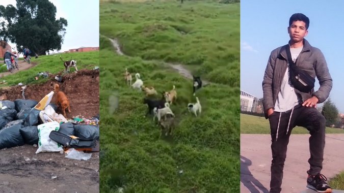 <p>Perros en abandono deja a un joven gravemente herido en Bogotá – Exigimos Acción Inmediata</p>
