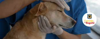 Debate sobre bienestar animal deja avances, propuestas y cuestionamientos contractuales