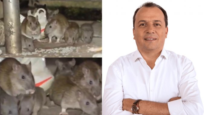 <p>Ratas invaden dos barrios en Engativá: concejal Rubén Torrado pide intervención a la Secretaría de Salud y a la Uaesp</p>
