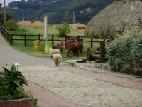 <p>&nbsp;</p>
<p>Sector rural no cuenta con suficiente presupuesto</p></p>